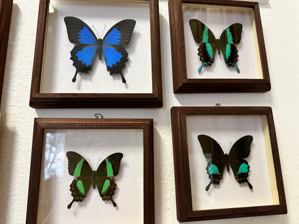 Výstava Stredoslovenského múzea &quot;Lepidománia&quot; približuje svet motýľov